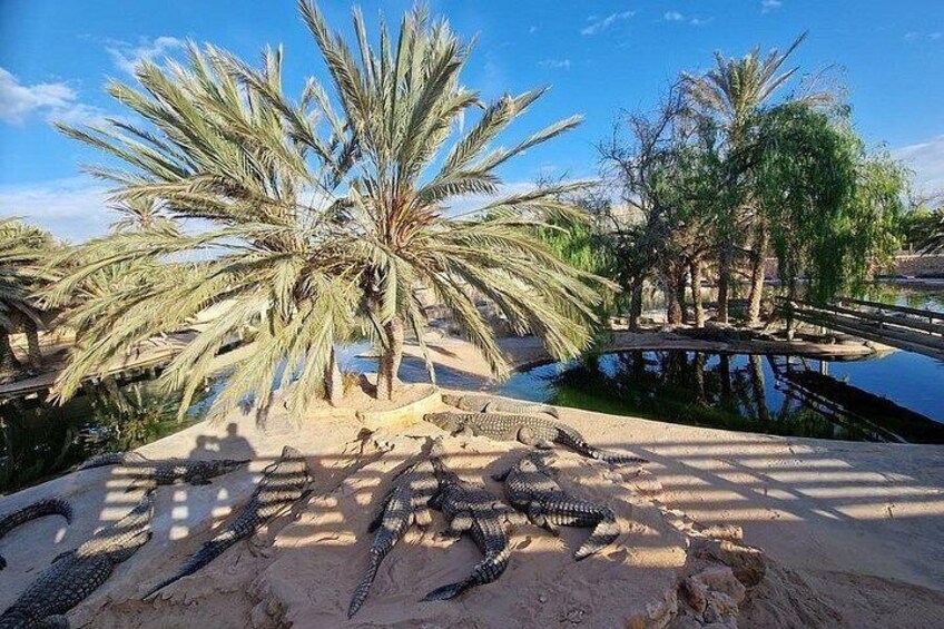 A sandy area with a large tree, a small bridge, and a body of water. 4