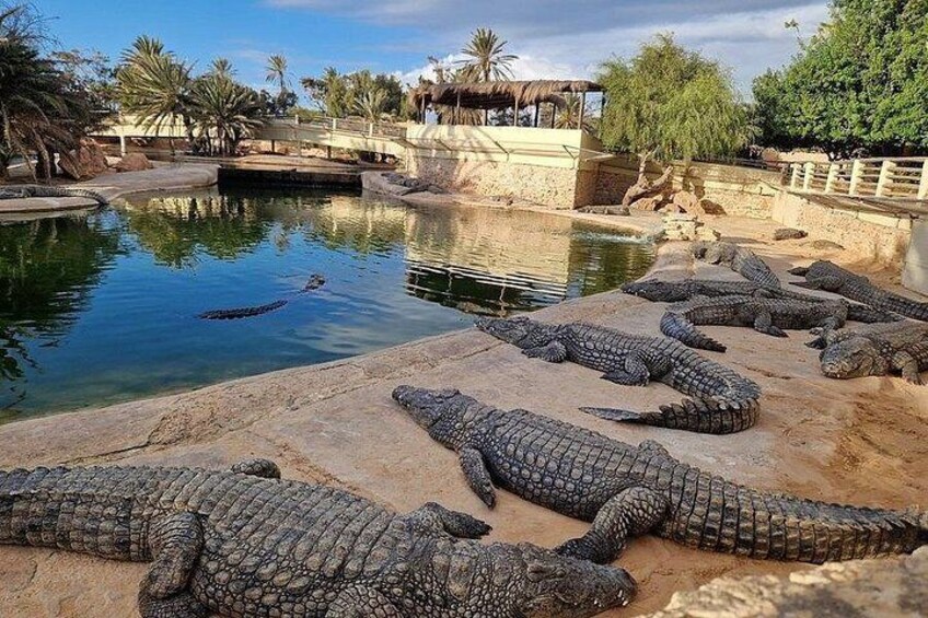A group of crocodiles resting by a water body in a zoo enclosure. 5