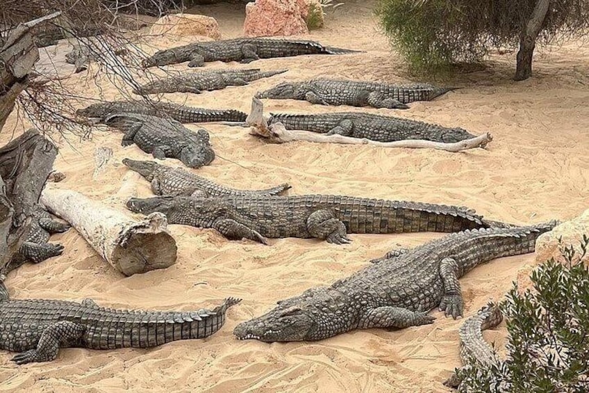 A group of crocodiles resting on sandy terrain with sparse vegetation and rocks. 3