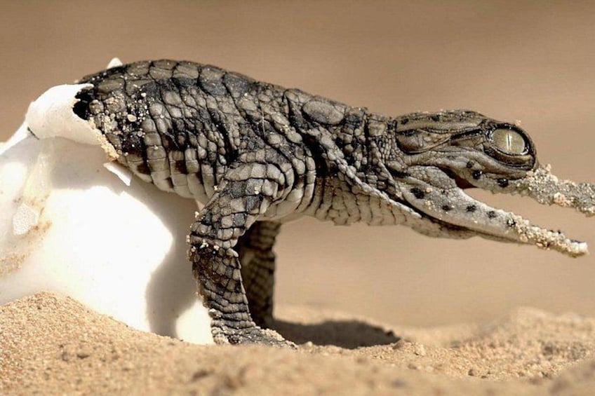 Djerba: Visit to Parc Des Crocodiles with pick-up 1