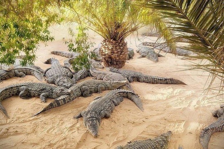Djerba: Visit to Parc Des Crocodiles with pick-up 2