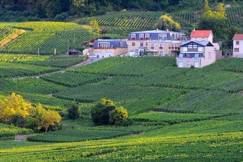 Ein Weinberg mit Reihen von Weinreben, ein Haus und eine Hügelkette im Hintergrund. 1