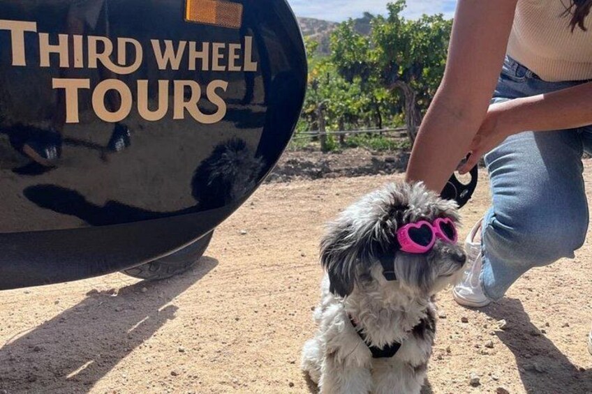 En hund med rosa solglasögon, en person i jeans och ett fordon med texten ”THIRD WHEEL TOURS”. 2