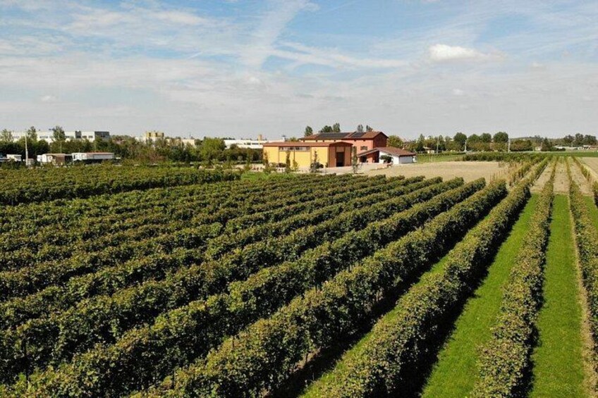 vineyards 2