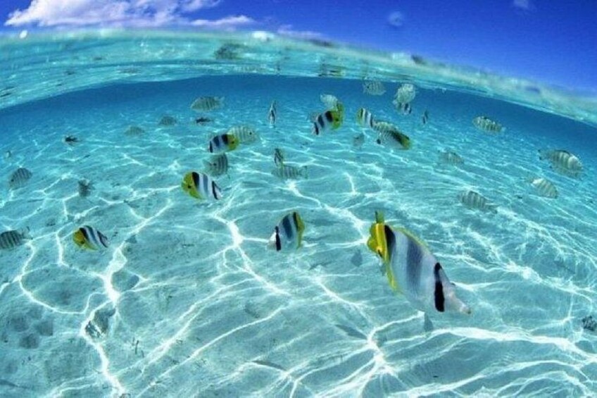 Half Day Eco Snorkeling Small Group Tour in Bora Bora 2