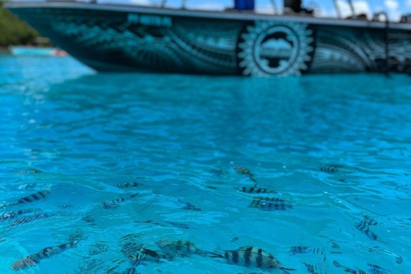 Half Day Eco Snorkeling Small Group Tour in Bora Bora 5