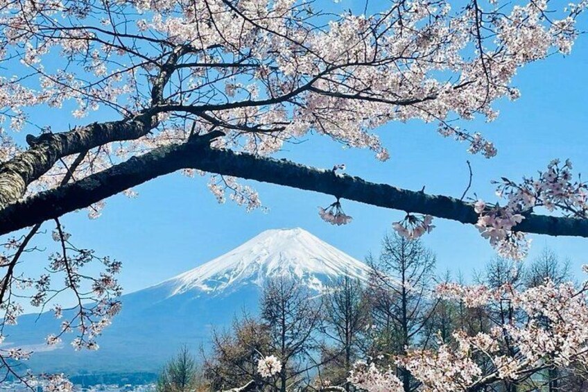 VIP Mt. Fuji and Hakone World Heritage Customized One Day Tour. 3