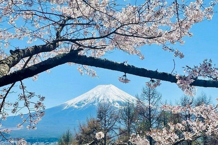 VIP Mt. Fuji and Hakone World Heritage Customized One Day Tour. 3