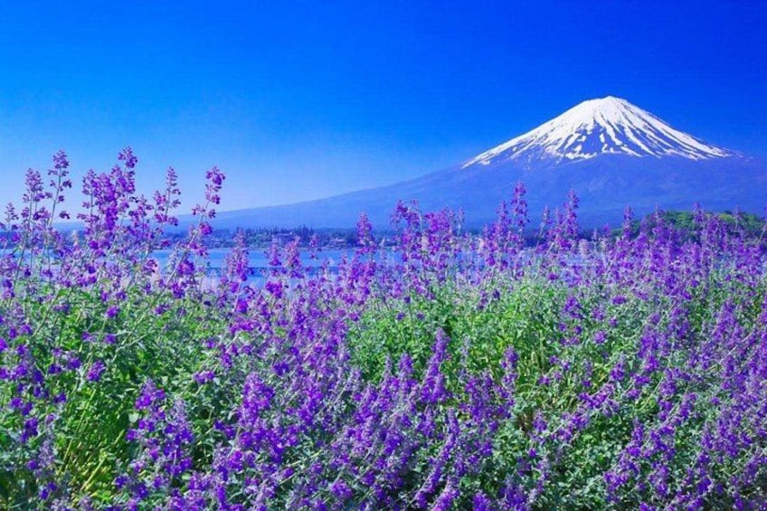 Un campo de flores moradas con una montaña nevada al fondo. 3