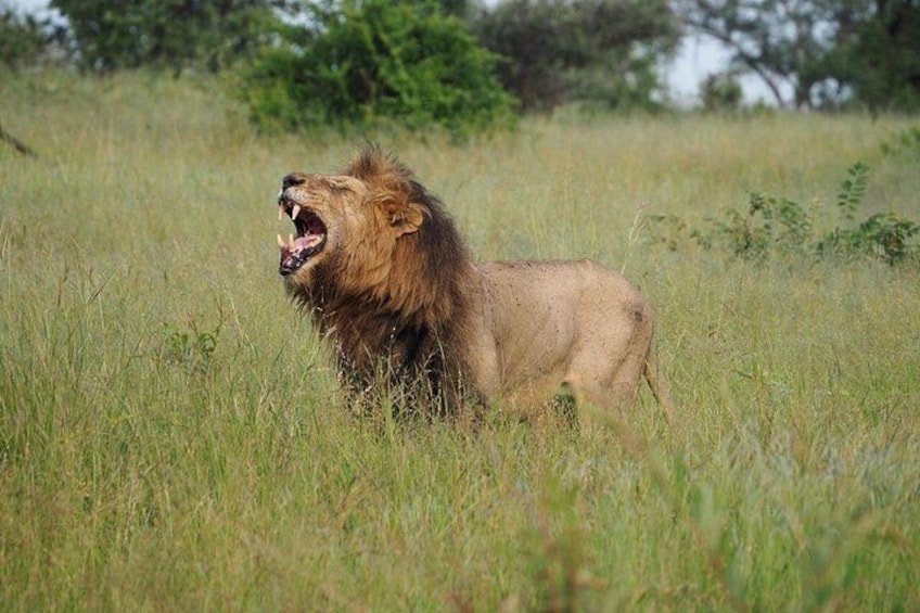 A lion in a grassy field with trees in the background. 1