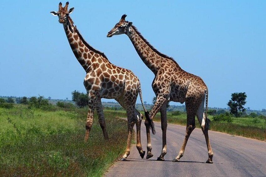 ICONIC Kruger National Park Day Trip from Hoedspruit 2