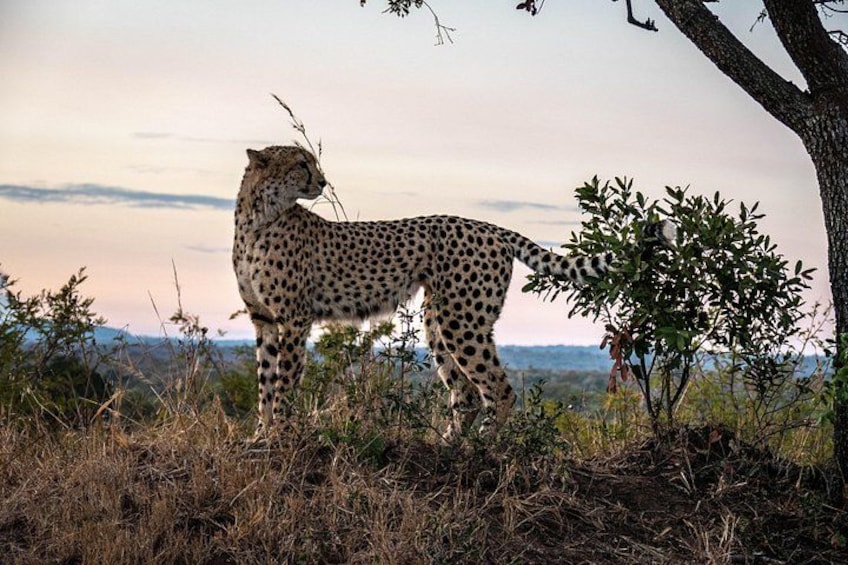 A cheetah standing in a grassy area with trees and a clear sky. 3