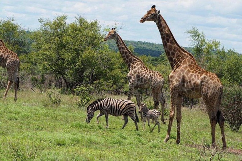 Giraffes and zebras in a grassy field with trees in the background. 5
