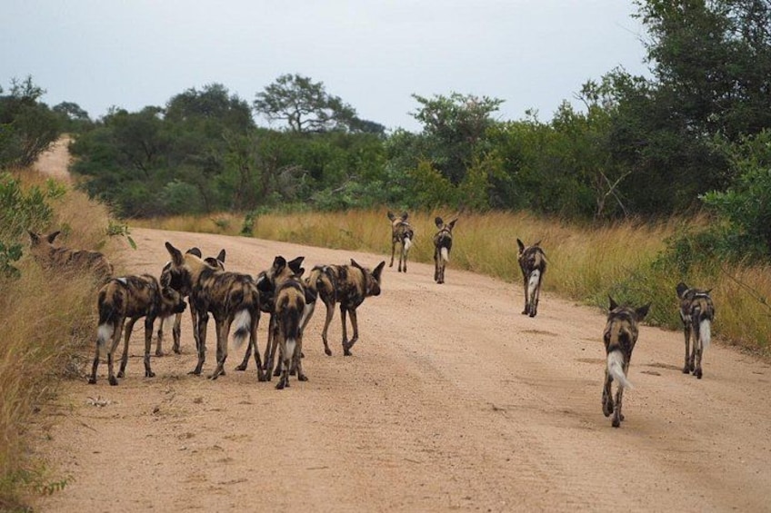 A group of wild dogs walking on a dirt road in a natural landscape. 4