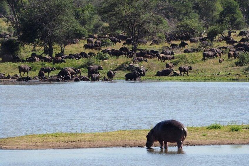 A hippopotamus drinking water at a riverbank with a herd in the background. 2