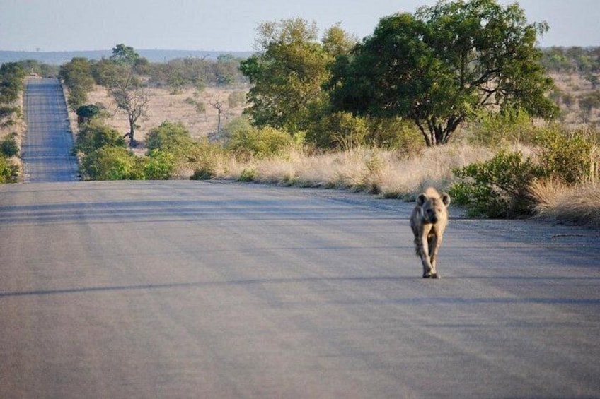 ICONIC Kruger National Park Day Trip from Hoedspruit 4