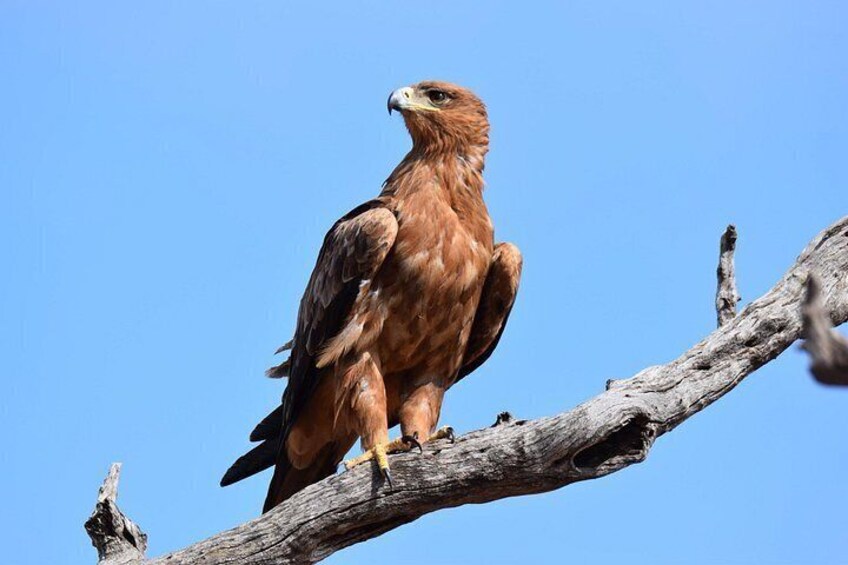 ICONIC Kruger National Park Day Trip from Hoedspruit 5