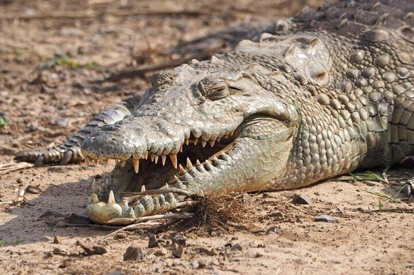 ICONIC Kruger National Park Day Trip from Hoedspruit 3