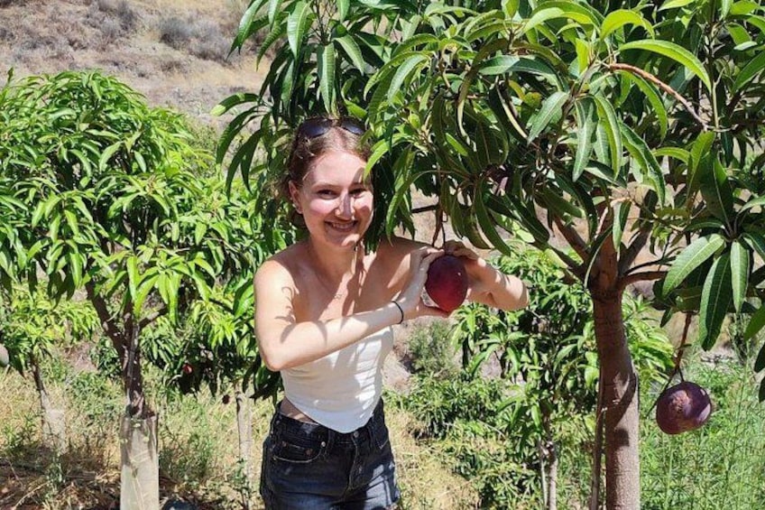A person harvesting fruit from a tree in a garden. 3