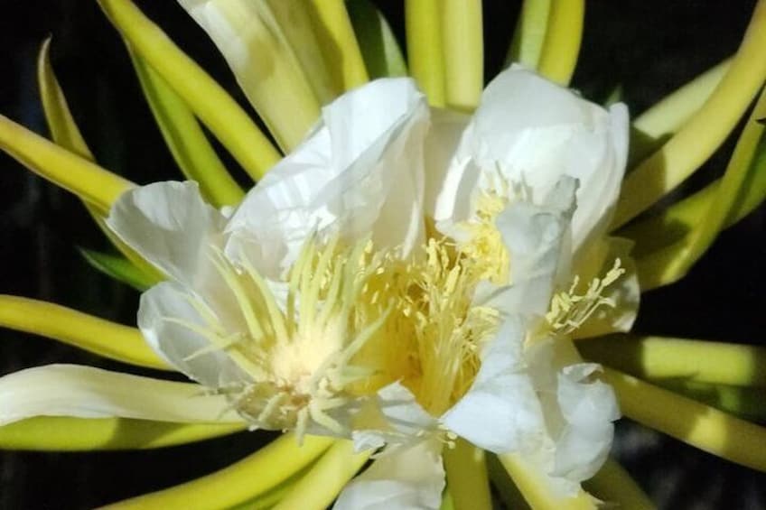A white flower with yellow stamens surrounded by green leaves. 5