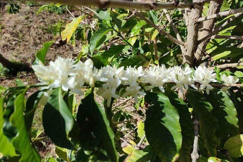 Coffee in bloom 1