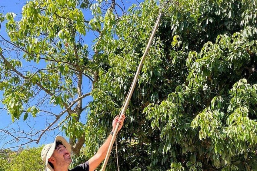 A person pruning a tree with a long pole. 2