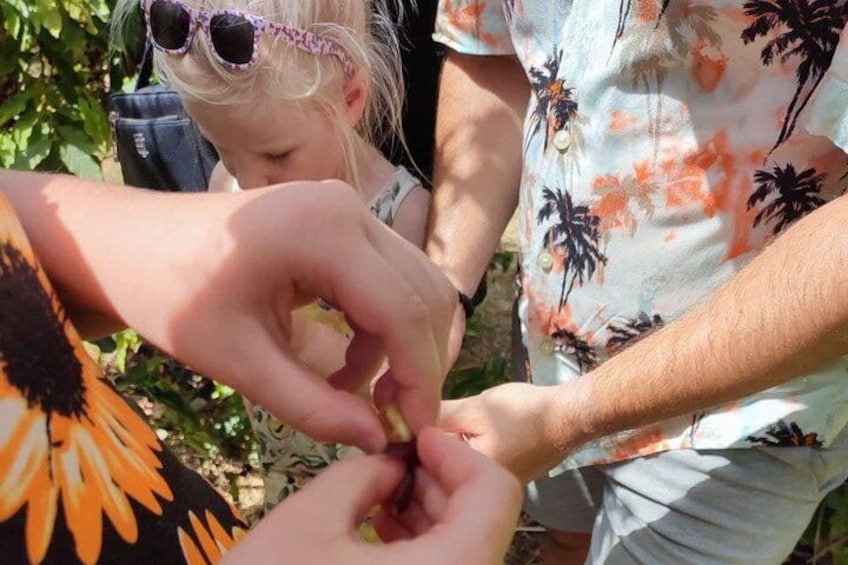 A person holding a small object, possibly a seed or fruit, with another person assisting. 2