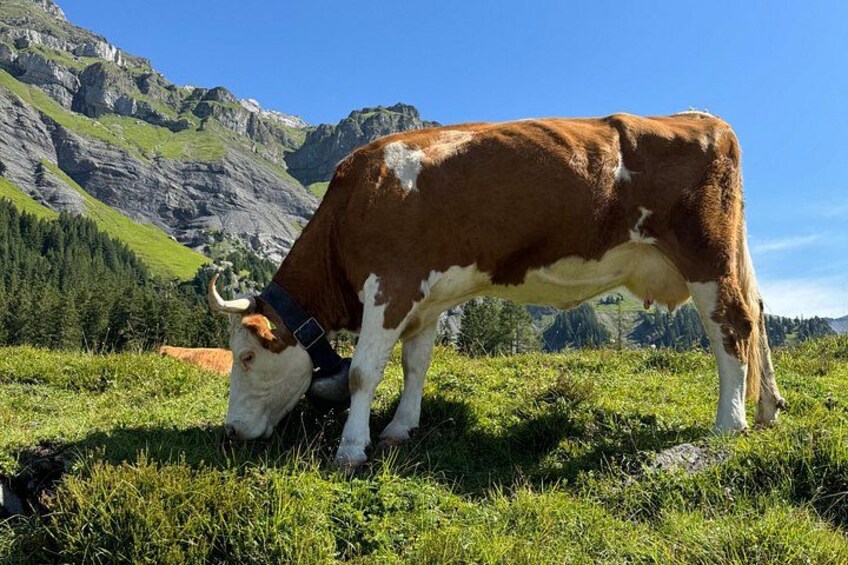 Swiss at its fullest 2