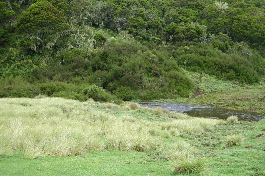 A grassy field with a small stream and dense forest in the background. 3