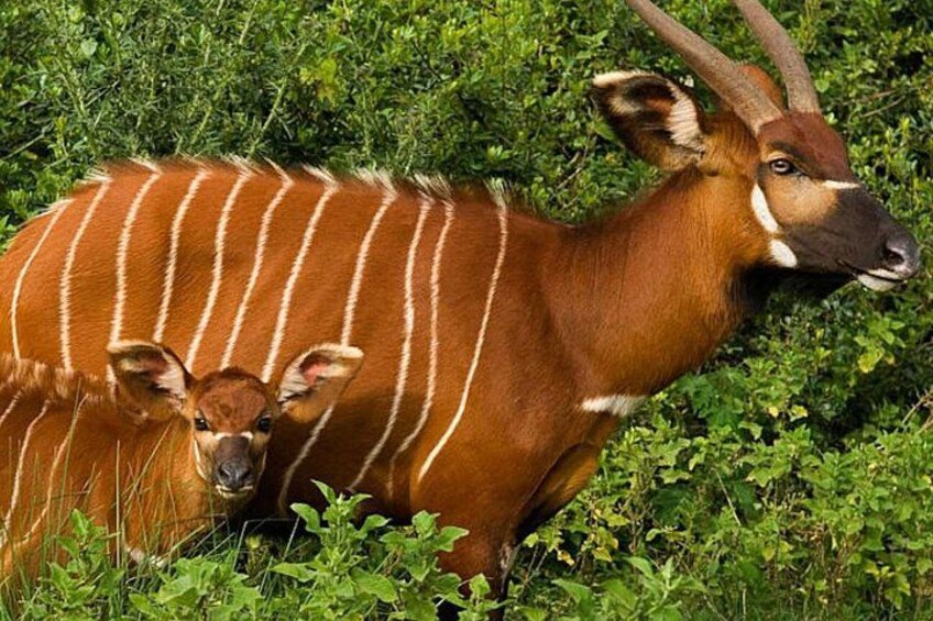 A kudu antelope with distinctive white stripes and large horns, standing in a grassy area with dense green foliage in the background. 4