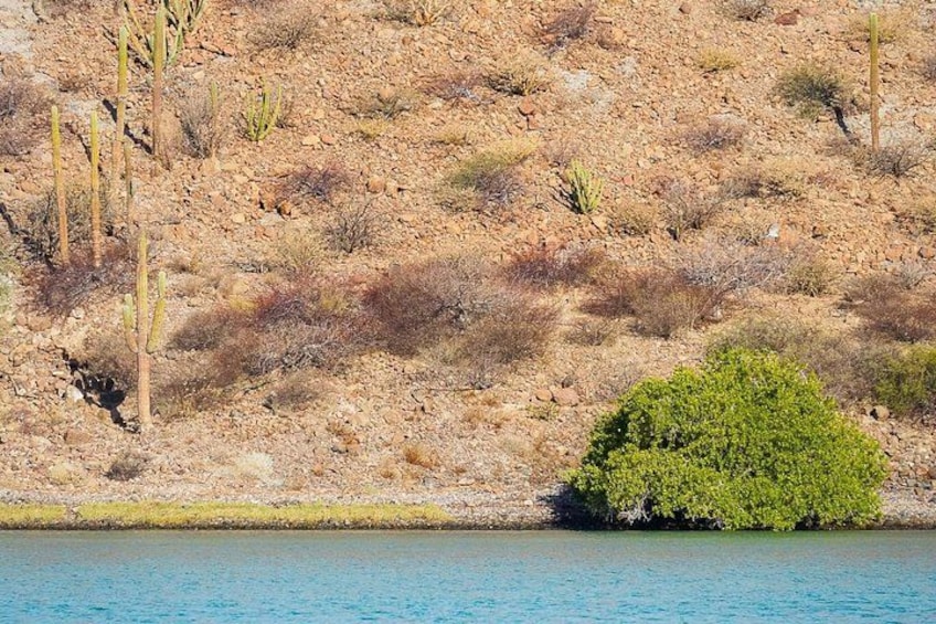 Un paysage désertique avec une végétation clairsemée, un petit arbuste vert et une colline rocheuse. 5