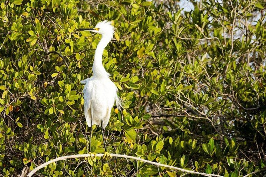 Un uccello bianco in mezzo a un fitto fogliame verde. 3