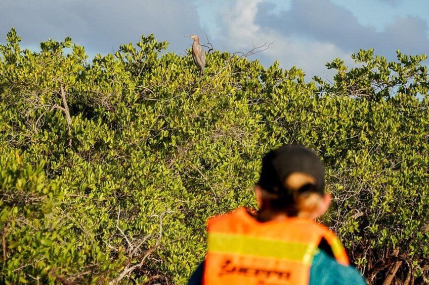 Sea Kayak Tour Mangrove Safari 2