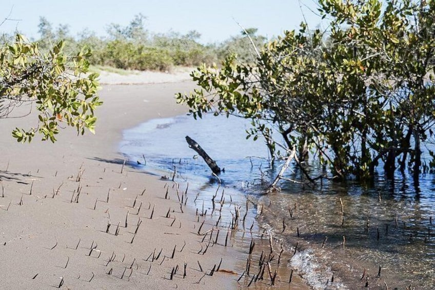 En mangroveskog med rötter som ständigt är omgivna av vatten och en sandstrand. 3