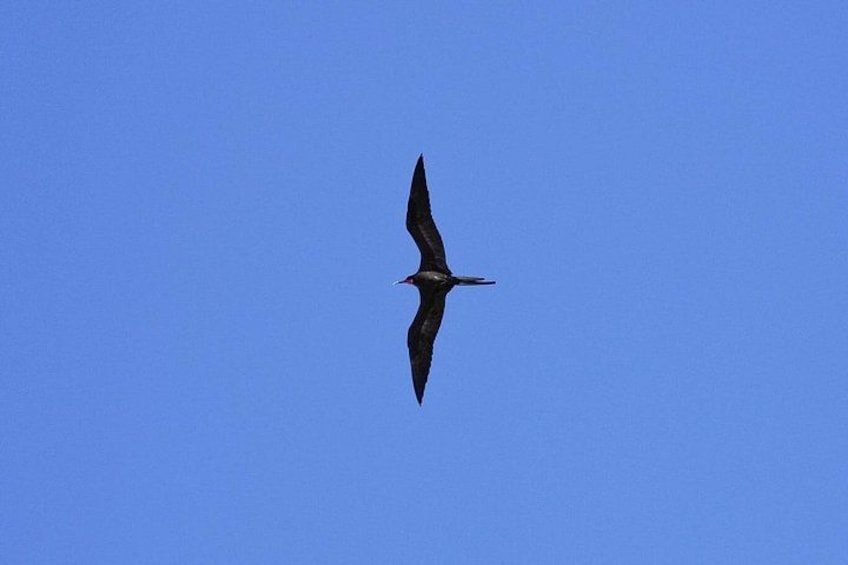 A bird in flight against a clear blue sky. 3