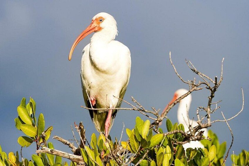 A white bird with a long orange beak perched on a branch with green leaves. 2