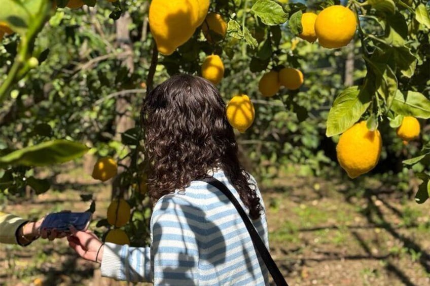 Sorrento Lemon Picking Tour & Limoncello Tasting 5