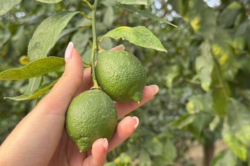Sorrento Lemon Picking Tour & Limoncello Tasting 2