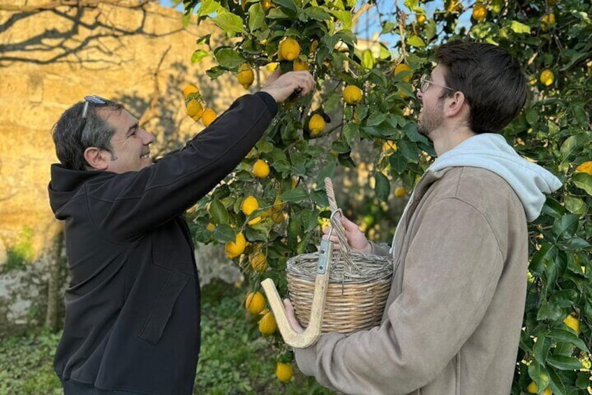 Sorrento Lemon Picking Tour & Limoncello Tasting 4