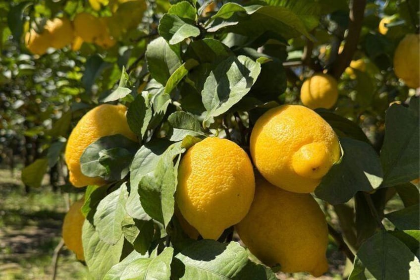 Sorrento Lemon Picking Tour & Limoncello Tasting 3