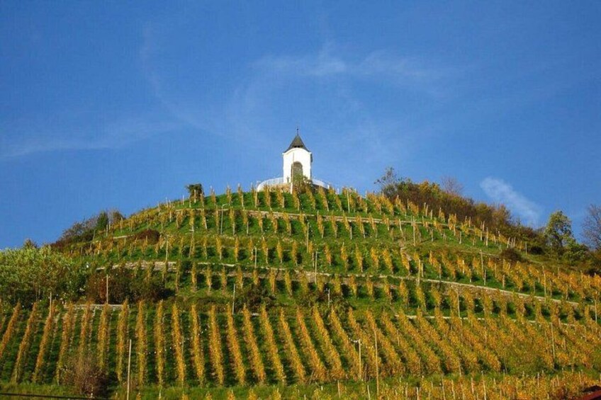 A vineyard on a hillside with rows of grapevines and a white building with a dome roof. 4