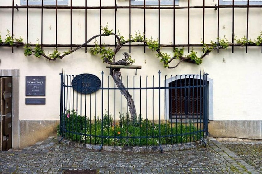 A cobblestone street, a wrought iron gate, a plaque, and a vine-covered wall. 5