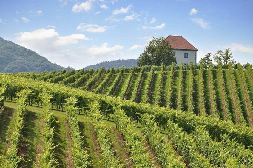 A vineyard with rows of grapevines and a white building with a red roof in the background. 3