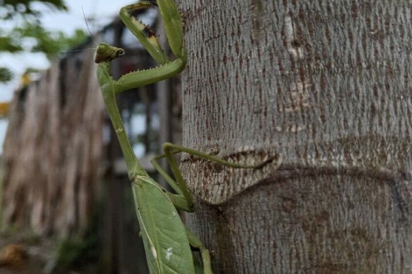 A green praying mantis on a tree trunk. 3