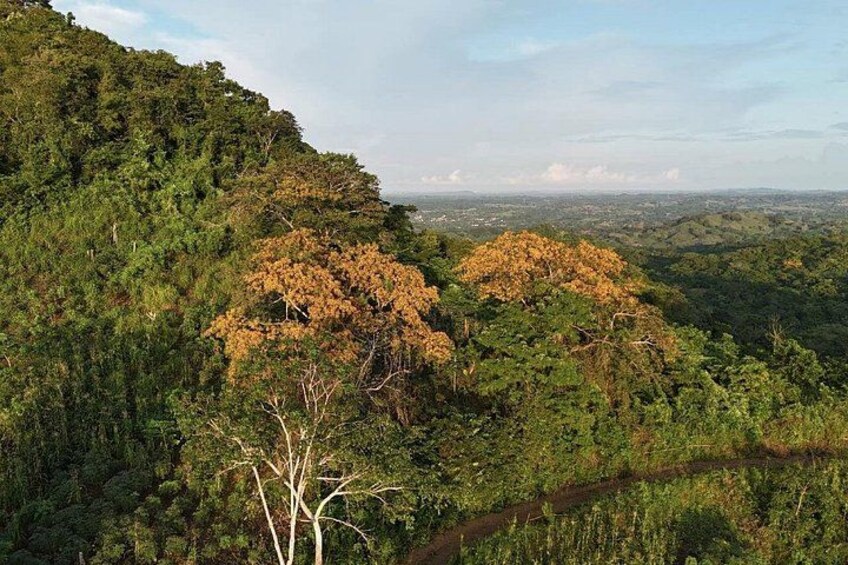 A lush green landscape with dense foliage and a clear view of a distant city skyline. 4