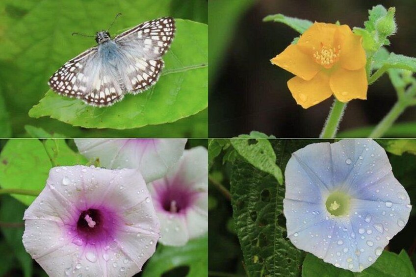 A butterfly on a leaf, a yellow flower, and two flowers with water droplets. 5