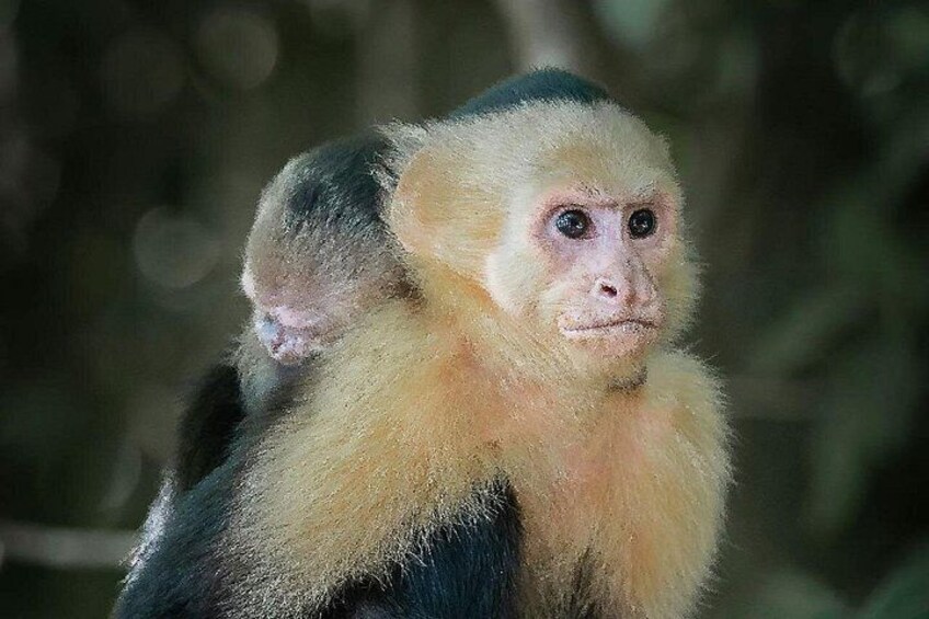 ATV Ride + Wildlife Conservation Near Cartagena | Private Tour 4