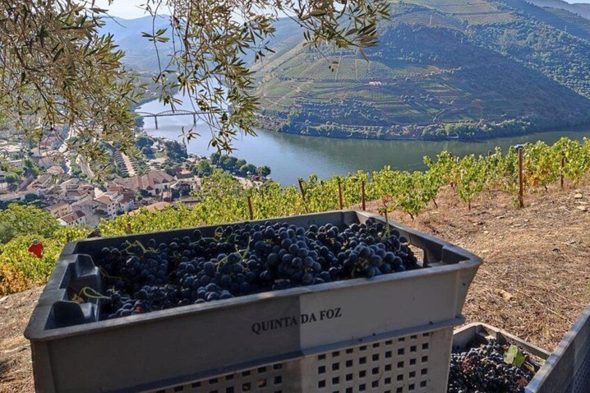 Old Vines (Quinta da Foz) 5