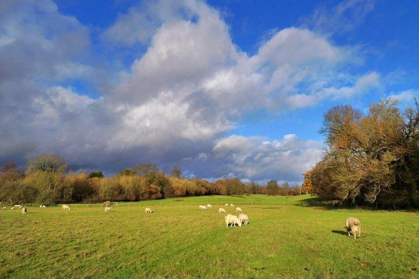 Un champ verdoyant où paissent des moutons sous un ciel partiellement nuageux. 2