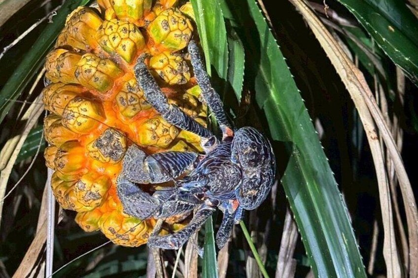A spider on a yellow flower. 3